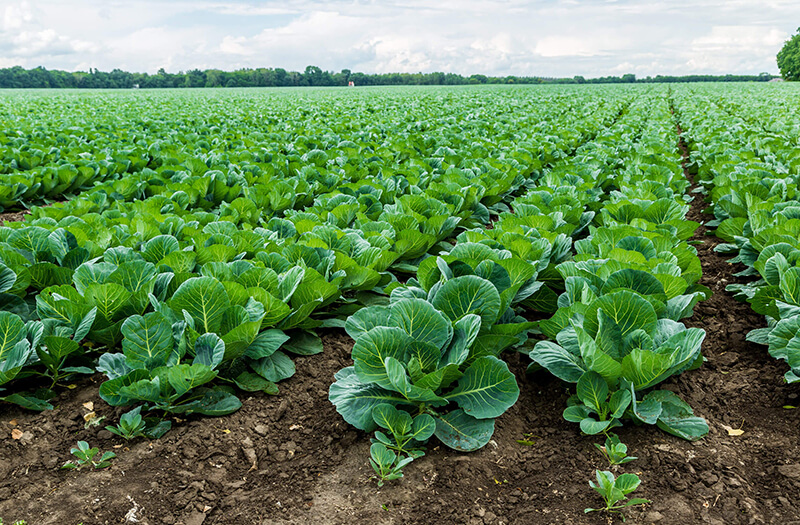 Our Products and the Environment